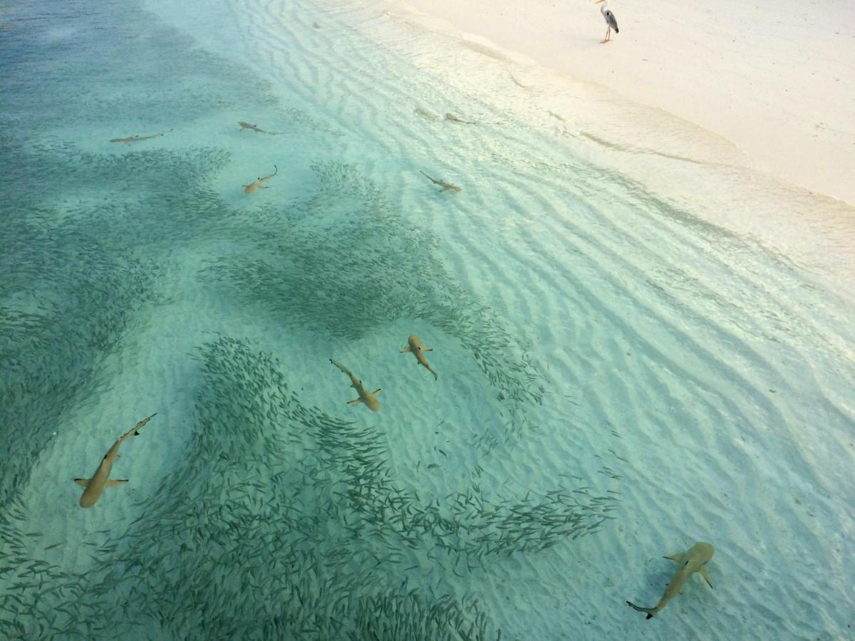 Aquzz Hotel & Spa - Maldives Maafushi Exteriér fotografie